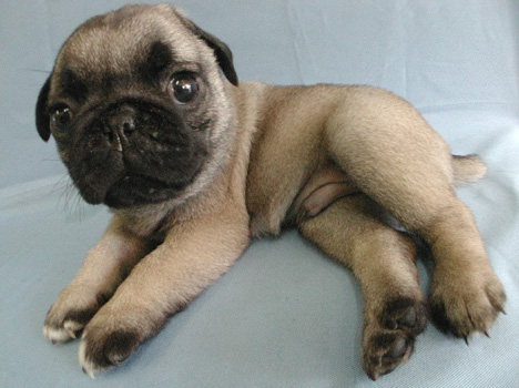 pug_facts.jpg