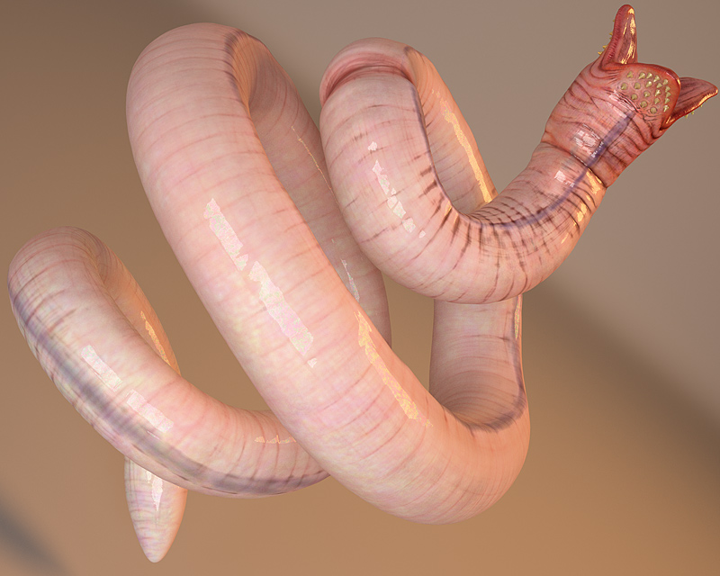 DrTeeth_Final.jpg