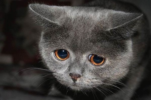 sad+cat.jpg