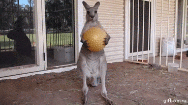 angry-kangaroo.gif