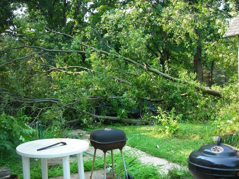 FallenTree2.jpg