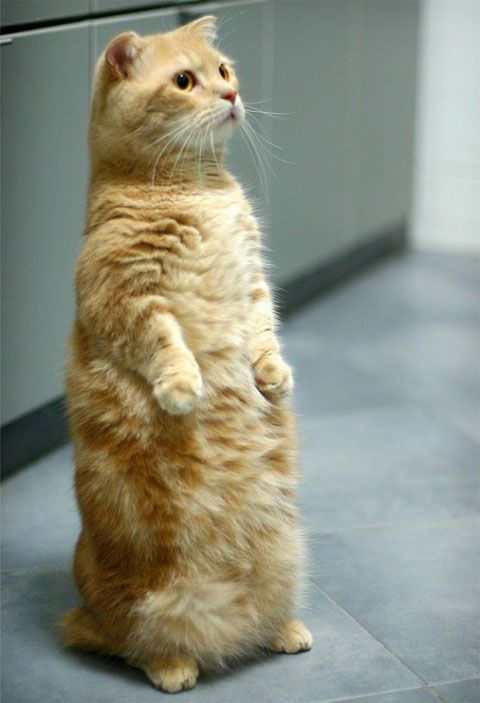 standing-cat.jpg