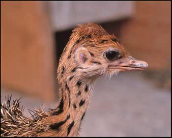 ostrich-baby.jpg