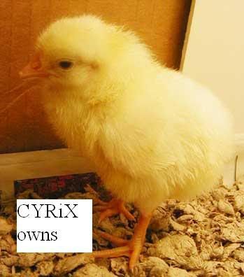 chick.jpg