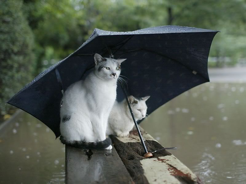 rain0jb3.jpg