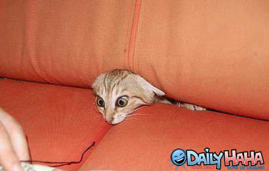 psycho_couch_kitty.jpg