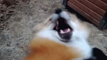 t2zUKeu.gif