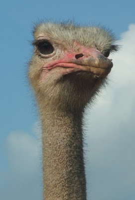 ostrich+head.jpg
