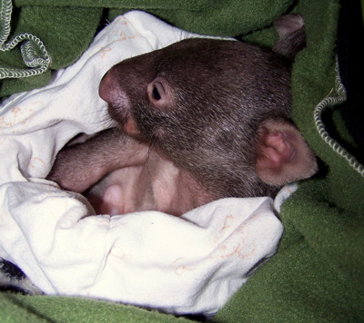 cute-baby-wombat3.jpg