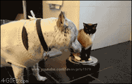 Hover-cat-vs-sweater-dog.gif