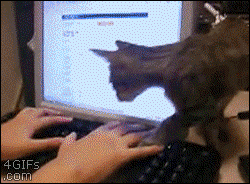 Cat-sits-on-keyboard.gif
