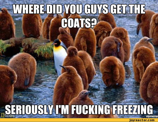 funny-pictures-auto-penguin-coat-377884.jpeg