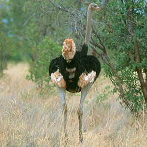 somali-ostrich-from-kenyalogy.jpg