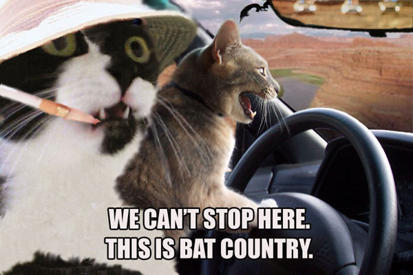 fear_and_loathing_cats.jpg