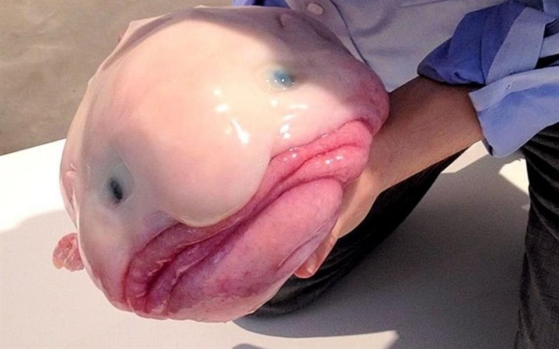ugliest-animals-worlds-ugliest-blobfish.jpg